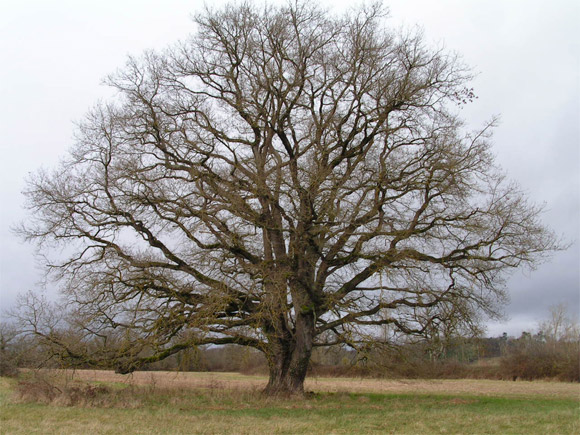 Arbre isole