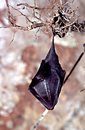 Chauve-souris forestière